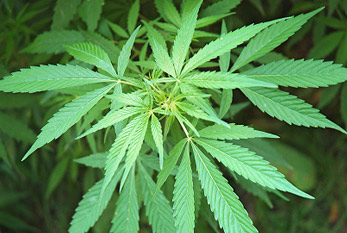 Las hojas verdes de una planta de cannabis.