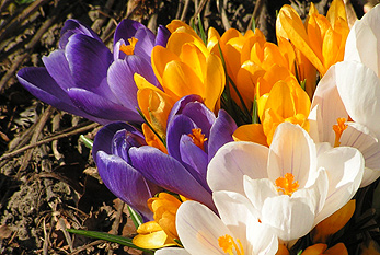 Flores del azafrán indican el comienzo de la primavera.