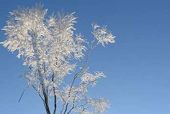 Un árbol con heladas.