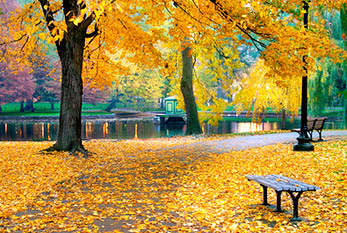 Atmósfera otoño en un parque: los árboles con hojas amarillas, rojas y marrones.
