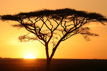 Silueta de un árbol de acacia africana en el Parque Nacional del Serengeti.
