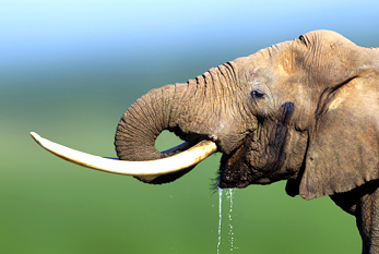Un bebe agua de elefante.