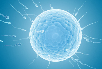 Espermatozoides, flotando a un óvulo.