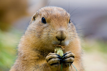 Una marmota.