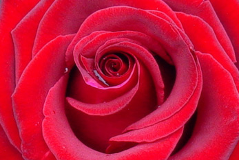 Una rosa para el Día de San Valentín como un signo de amor.
