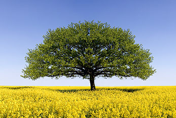 Roble en el campo de la violación de semillas oleaginosas.