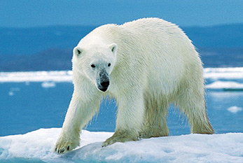 Un oso polar en un témpano de hielo durante la caza.