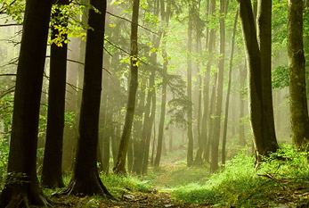 Medio de el bosque.