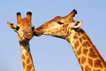 Una pareja jirafa besándose.