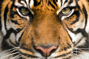 Cabeza del tigre de Sumatra.