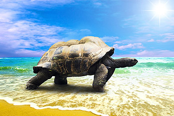 Una tortuga en la playa.