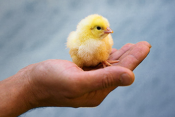 Una mano protectora: una pollito en una palma.