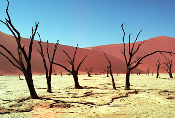 Árboles muertos en una zona de sequía.