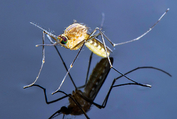 Mosquito de pie en el agua.