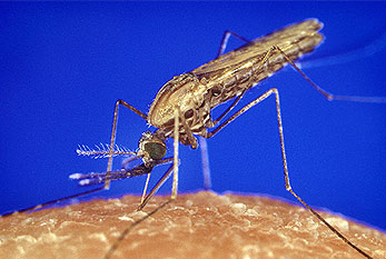 El mosquito transmisora de la malaria Anopheles durante la succión de sangre.