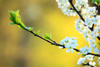 El comienzo de la primavera es evidenciada por nuevos brotes y flores hojas.