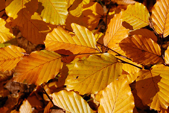 En otoño las hojas se tornan en los árboles.
