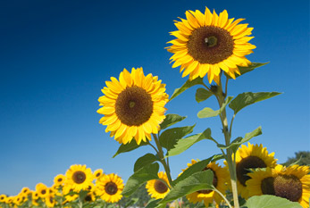 Un campo de girasol en verano.