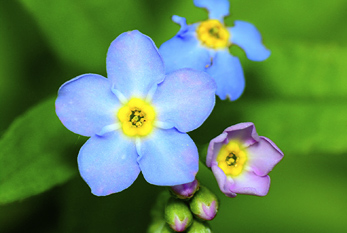 Un Nomeolvides flor como símbolo de No-Me-Olvides Día.