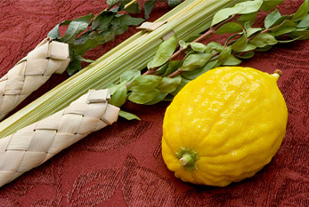 Lulav (ramas de palma) y el etrog (cidra variedades) son parte del culto Sucot.