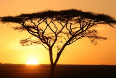 D&iacute;a de &Aacute;frica 2026