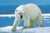 Dia del oso polar 2025