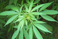 420 (Día del Cannabis) 2024