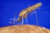 Día Mundial del Paludismo 2025
