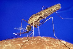 Día Mundial del Paludismo 2024