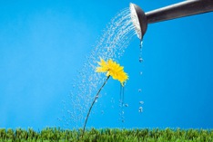 D&iacute;a de agua la Flor 2026