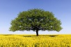 Día del Árbol en Estados Unidos 2026